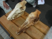 イノシシの頭骨 イノシシの頭骨