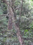 カゴノキの樹皮 カゴノキの樹皮