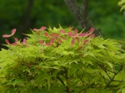 カエデの翼果のようす