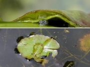 マダラミズメイガの幼虫 マダラミズメイガの幼虫