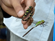 オニヤンマとギンヤンマ オニヤンマとギンヤンマ