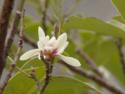 オガタマノキの花 オガタマノキの花