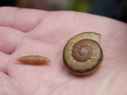 ナミギセルとイセノナミマイマイ ナミギセルとイセノナミマイマイ