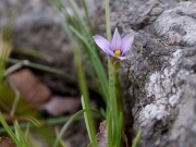 アフリカヒメアヤメの花 アフリカヒメアヤメの花