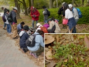 カラクサナズナ(帰)を観察 カラクサナズナ(帰)を観察