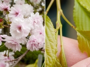 ヤエザクラと蜜腺 ヤエザクラと蜜腺