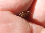 マダラマルハヒロズコガの幼虫 マダラマルハヒロズコガの幼虫