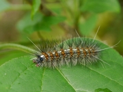 クワゴマダラヒトリの幼虫 クワゴマダラヒトリの幼虫
