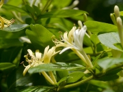 スイカズラの花「金銀花」 スイカズラの花「金銀花」