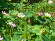 ハスの花 ハスの花