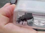 カタビロオサムシ カタビロオサムシ