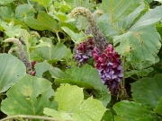 クズの花 クズの花