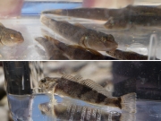 ヨシノボリの仲間(上)とカジカの仲間(下) ヨシノボリの仲間(上)とカジカの仲間(下)