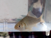 ギンブナ ギンブナ