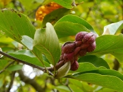 ハクモクレンの果実