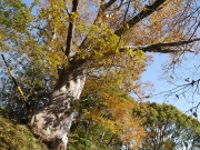 43 豊橋公園のケヤキ3 43 豊橋公園のケヤキ3