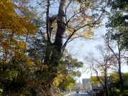 47 豊橋公園のクロマツ2 47 豊橋公園のクロマツ2