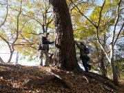 46 豊橋公園のクロマツ1 46 豊橋公園のクロマツ1