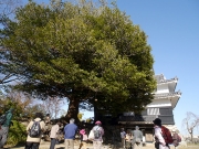 40 豊橋公園のイスノキ 40 豊橋公園のイスノキ