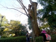 42 豊橋公園のケヤキ2 42 豊橋公園のケヤキ2
