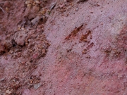 タヌキの足跡