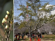 オガタマノキ オガタマノキ