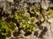 イヌノフグリ イヌノフグリ