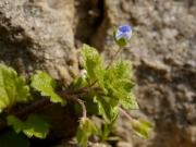 オオイヌノフグリ オオイヌノフグリ