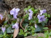 タチツボスミレ タチツボスミレ