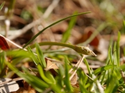 アフリカヒメアヤメのつぼみ アフリカヒメアヤメのつぼみ