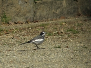 ハクセキレイ ハクセキレイ