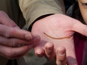 ムカデの幼体 ムカデの幼体
