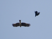 トビとカラスのドッグファイト トビとカラスのドッグファイト