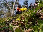 トウカイタンポポ トウカイタンポポ