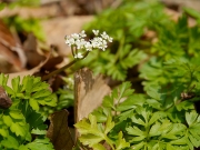 セントウソウ セントウソウ