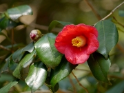 ヤブツバキ ヤブツバキ