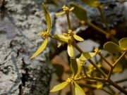 ヤドリギ ヤドリギ