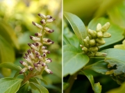フッキソウの雄花と雌花 フッキソウの雄花と雌花