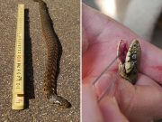 死後間もないヤマカガシ 死後間もないヤマカガシ
