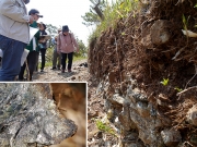 蛇紋岩地質の解説 蛇紋岩地質の解説