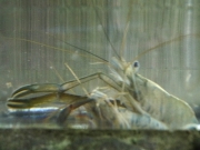 テナガエビ テナガエビ