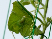 ウリキンウワバの幼虫 ウリキンウワバの幼虫