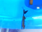 カマキリモドキ カマキリモドキ