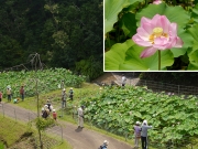 見頃なハスの花 見頃なハスの花
