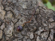 クスノキの種子