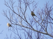 カワラヒワ カワラヒワ