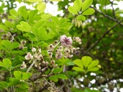 アケビの花 アケビの花