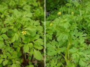 キツネノボタン(左)とケキツネノボタン(右) キツネノボタン(左)とケキツネノボタン(右)