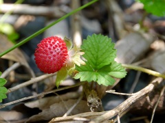 ヘビイチゴ