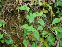 ニオイタチツボスミレの閉鎖花